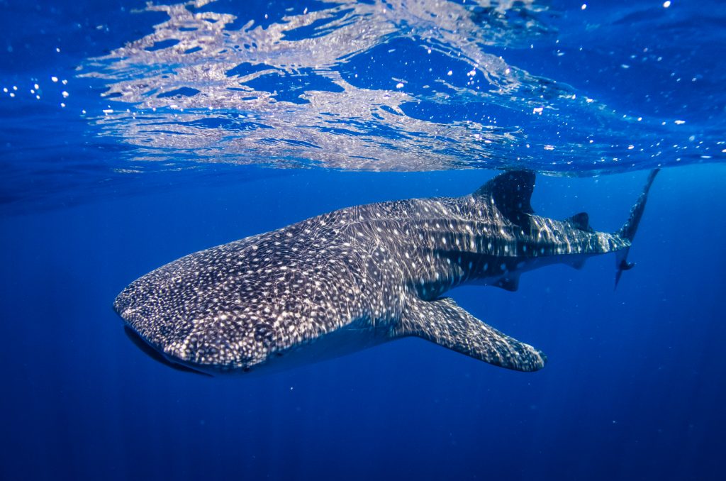 The Whale Sharks are still here