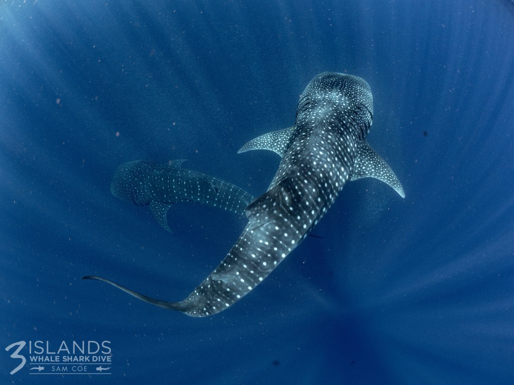 whale shark exmouth