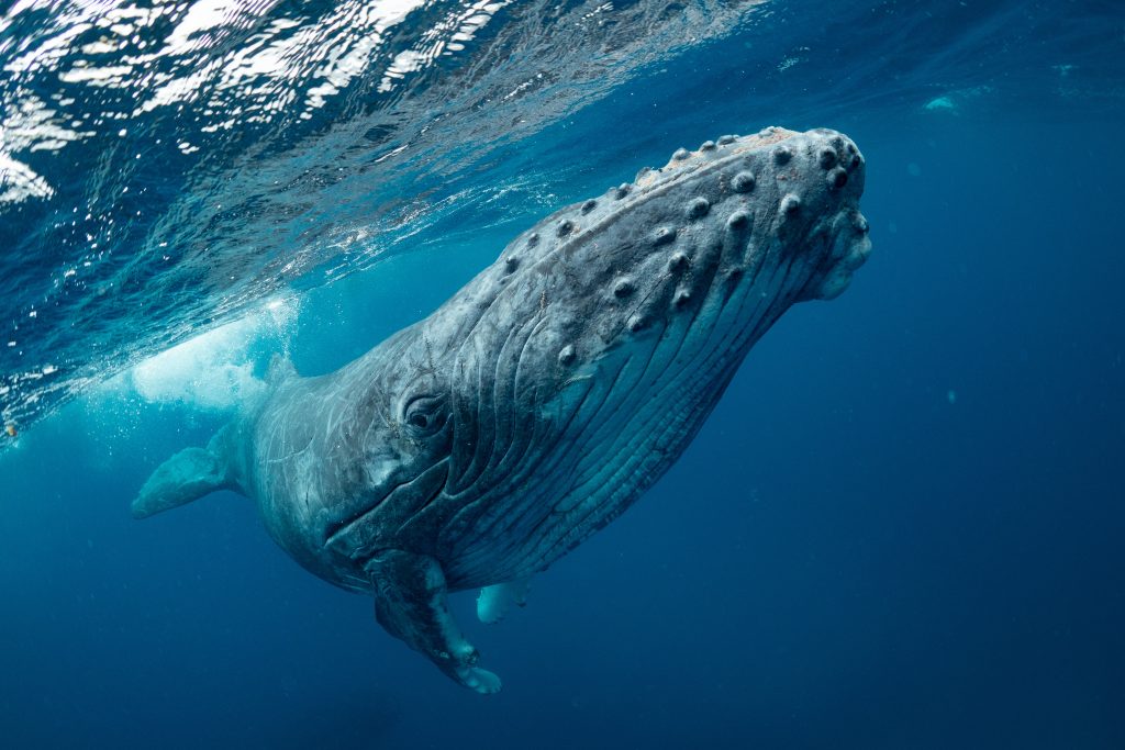 The Humpback Whales