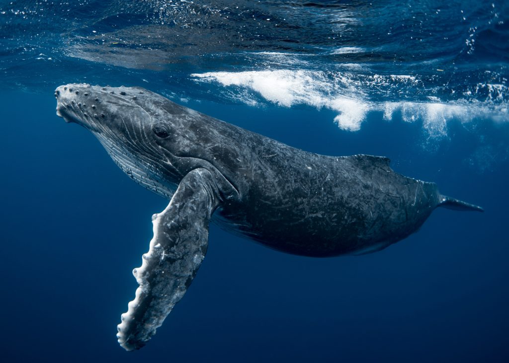 Swimming with Humpback Whales