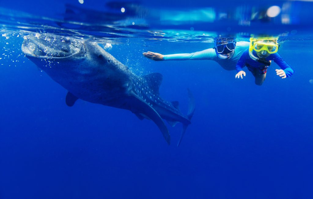 Snorkel with Humpback Whales