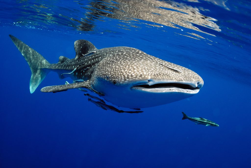 Whale Shark Tours up and running again