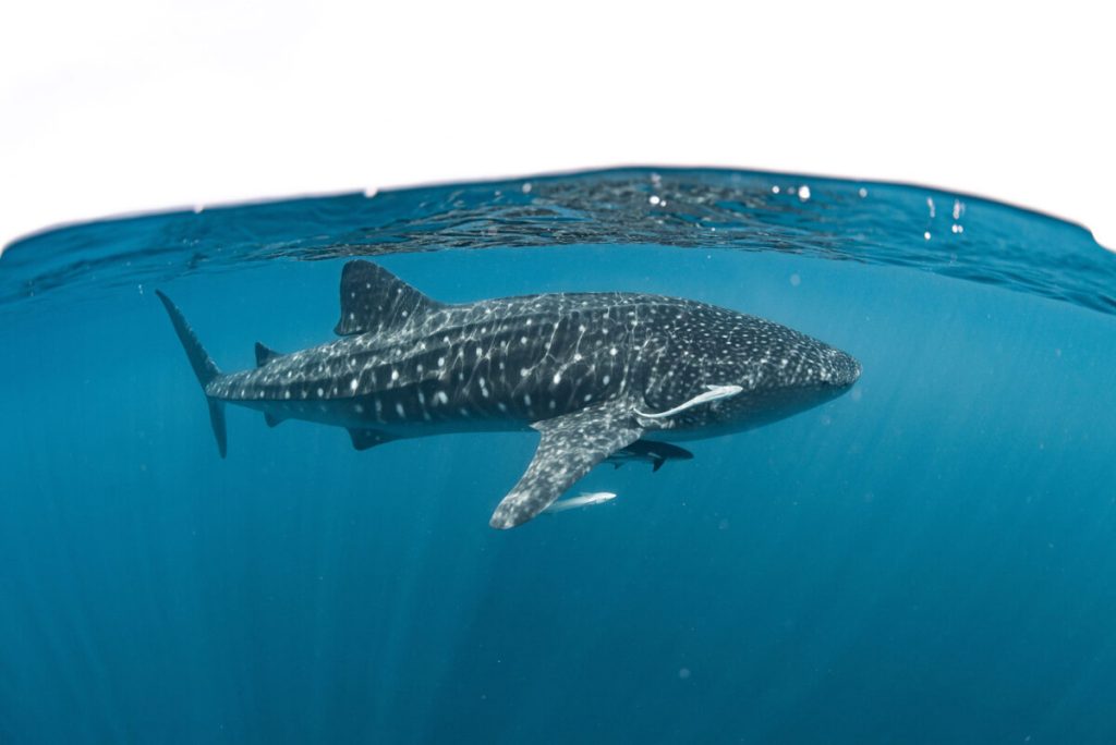 The whale shark captured from a split perspective, half submerged, showcasing its massive size in comparison to the water surface.
