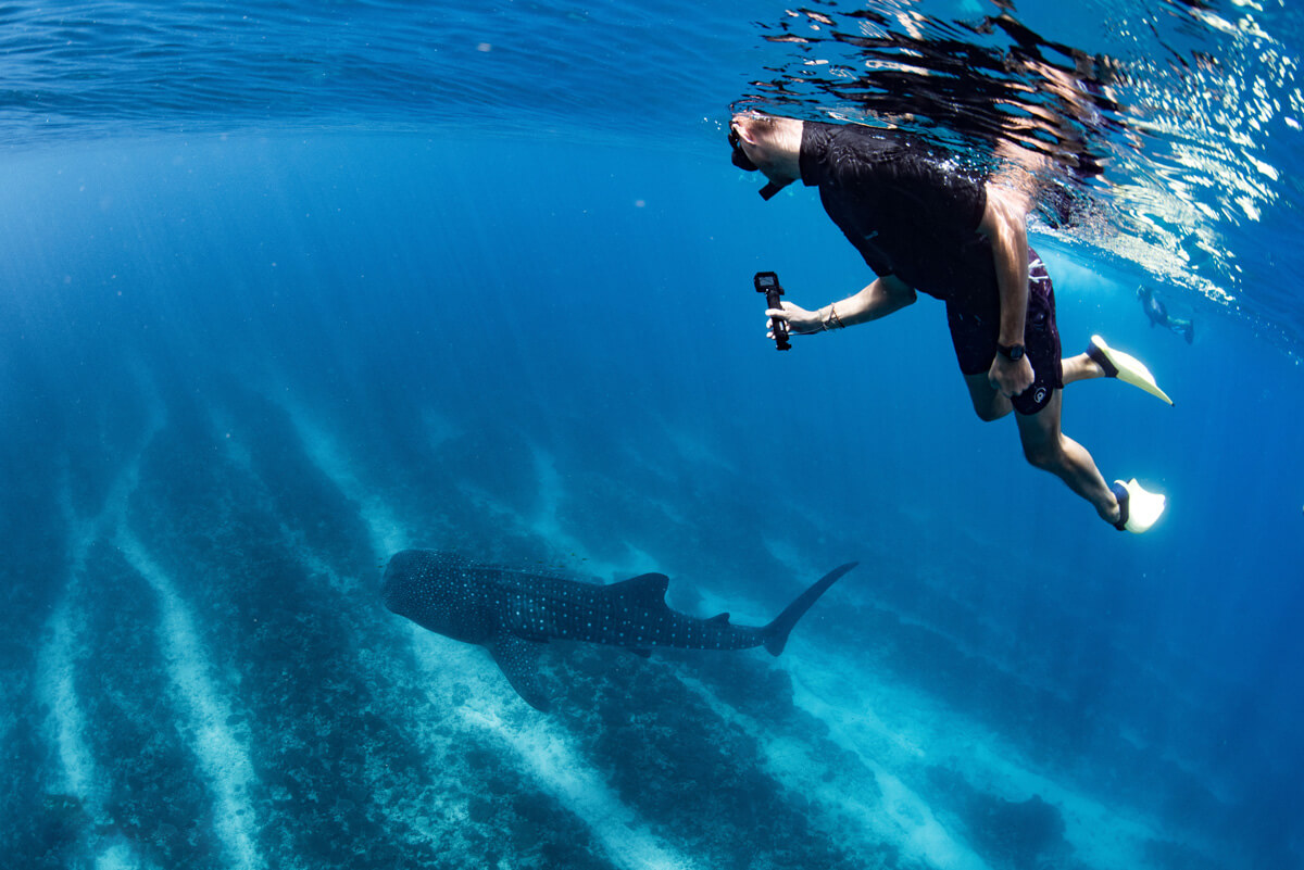 exmouth swimming with whale sharks