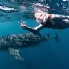 A snorkeler giving a peace sign while swimming close to a large whale shark under the sea.