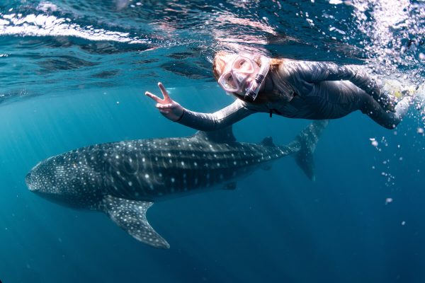 A snorkeler giving a peace sign while swimming close to a large whale shark under the sea.