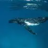 A humpback whale swims gracefully underwater, its body partially illuminated by sunlight.