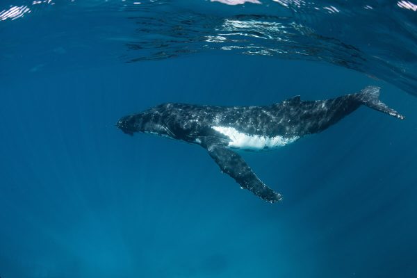 A humpback whale swims gracefully underwater, its body partially illuminated by sunlight.