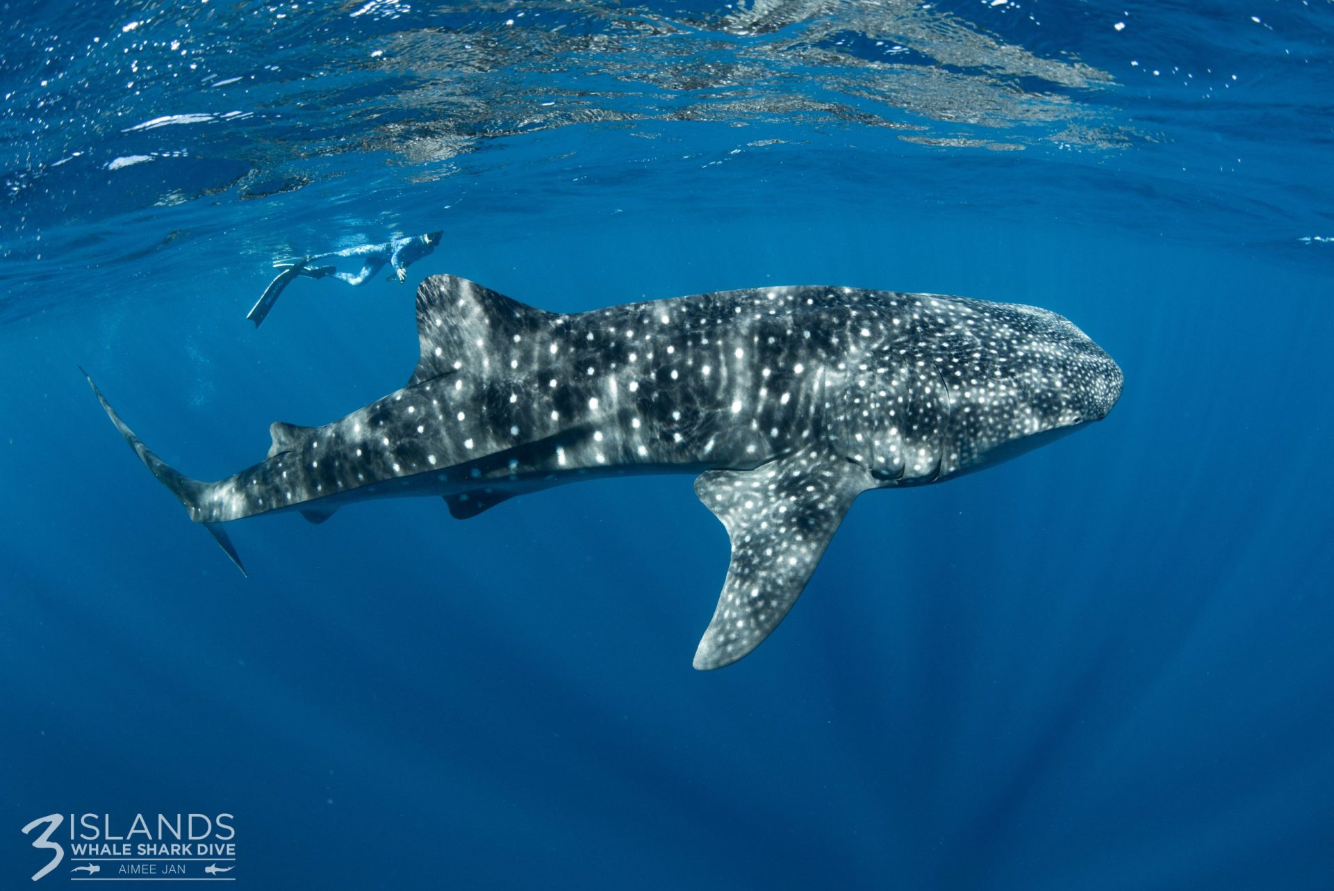 ningaloo reef tour wa