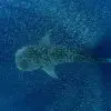 Is swimming with whale sharks ethical