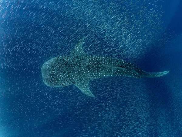 Is swimming with whale sharks ethical