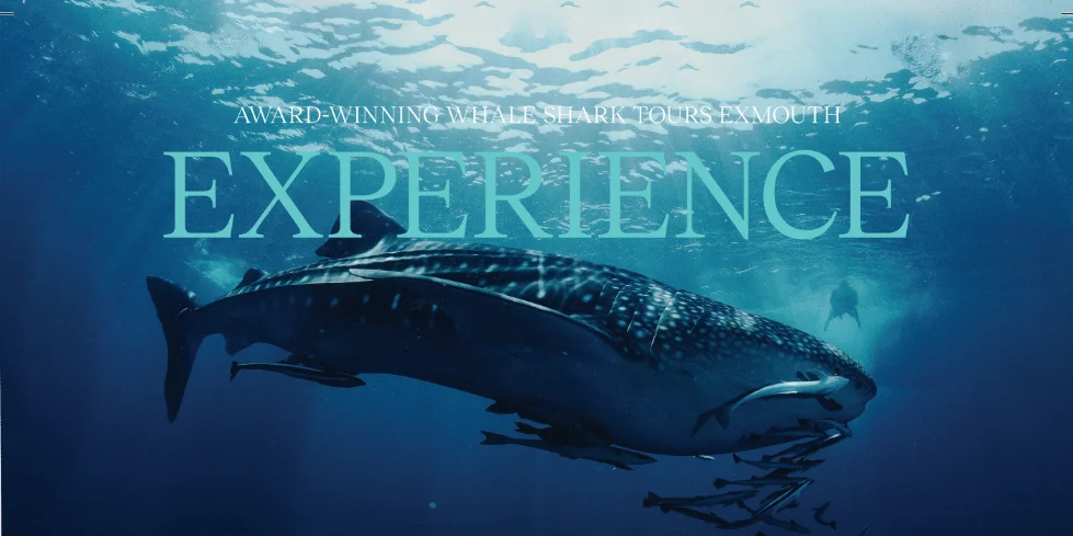 An underwater view of a whale shark with the text overlay 'Award-Winning Whale Shark Tours Exmouth EXPERIENCE