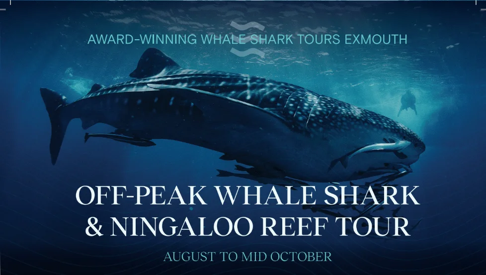 Tour Flyer