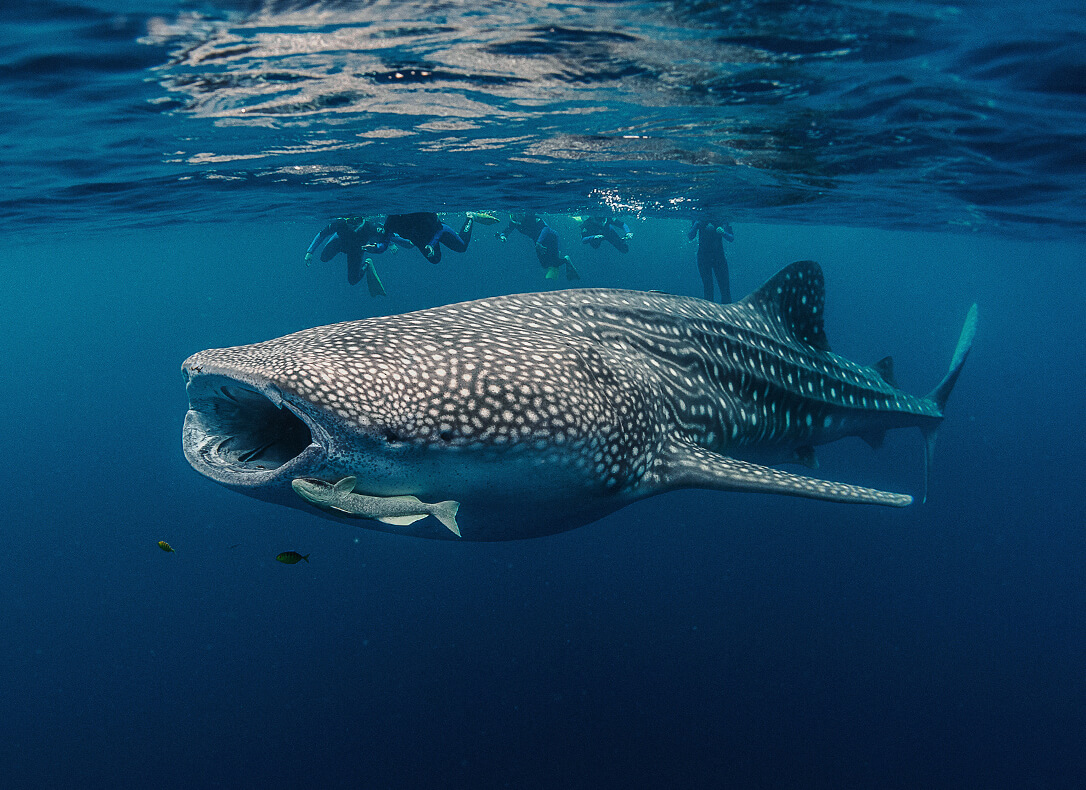 swimming with whale sharks exmouth