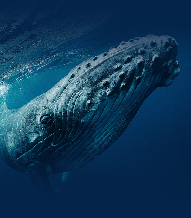 humpback whale swim ningaloo