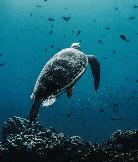 whale shark & ningaloo reef tour