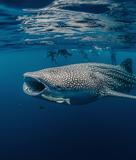 Whale Shark Tour