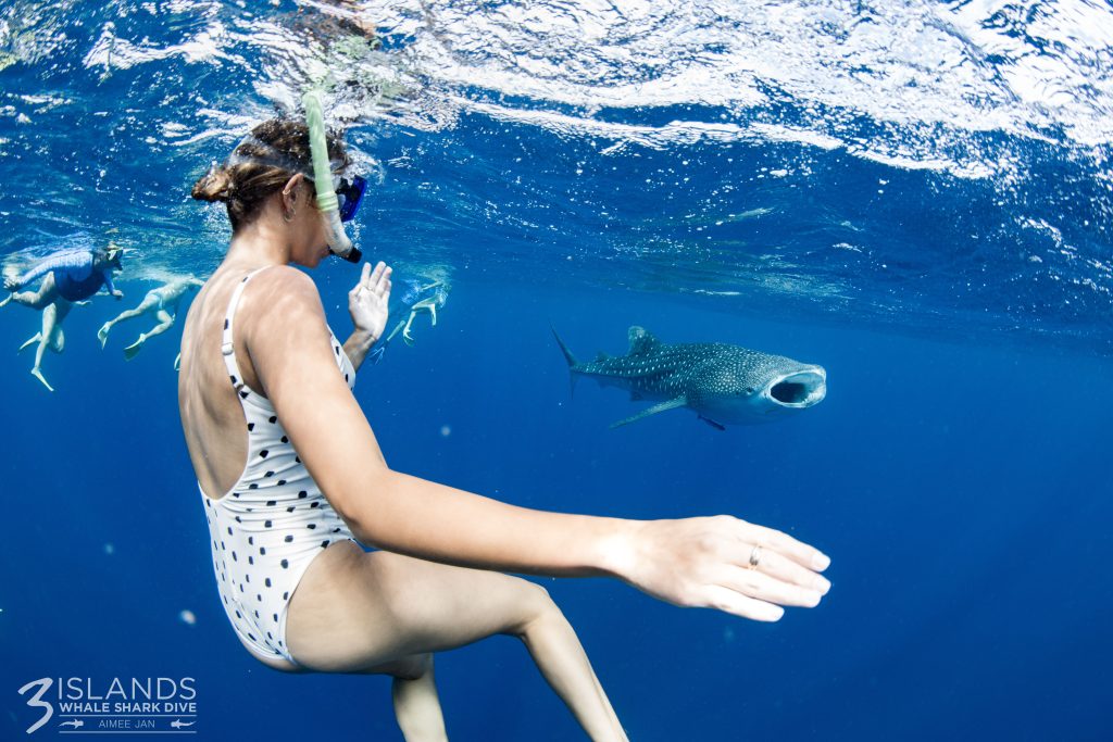 A woman in a polka dot swimsuit is snorkeling near a large whale shark in clear blue waters.