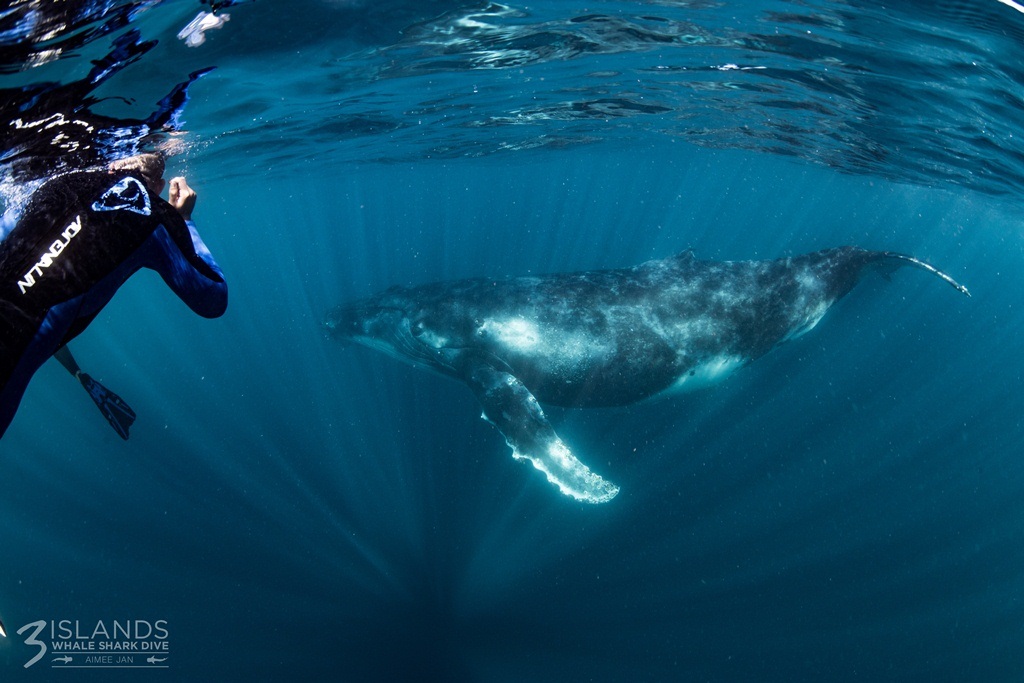 A diver in a wetsuit is swimming close to a massive humpback whale underwater, visible through a beam of light.