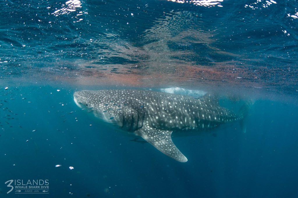 A whale shark with distinctive spots is swimming just below the water's surface, with tiny fish swimming around.