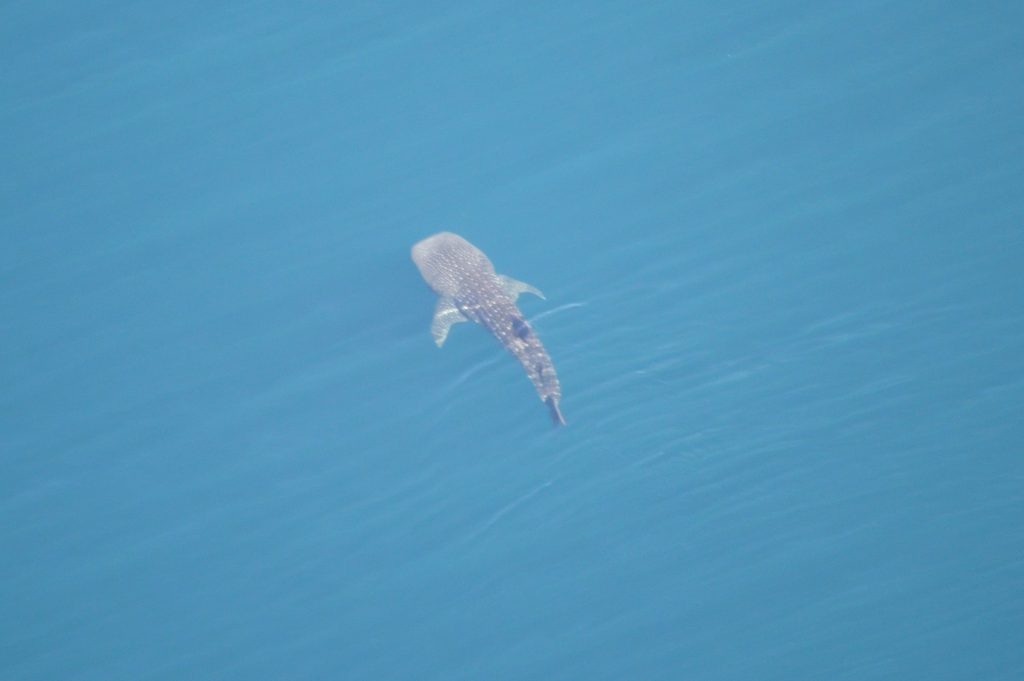 A top-down aerial view of a whale shark swimming in the ocean, the animal's distinctive spots visible against the blue of the water.