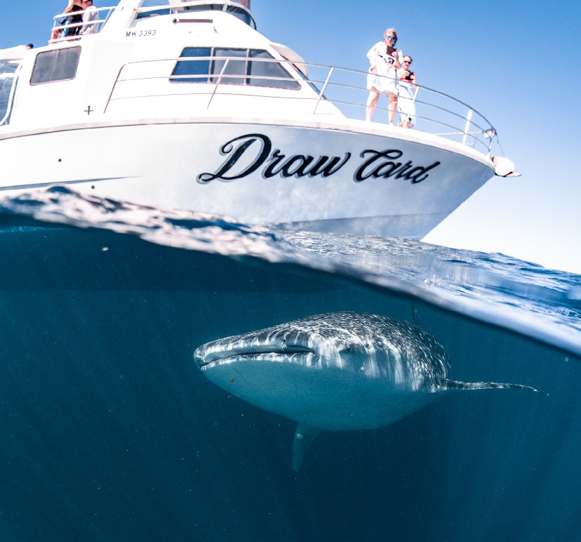 ningaloo reef whale shark tours