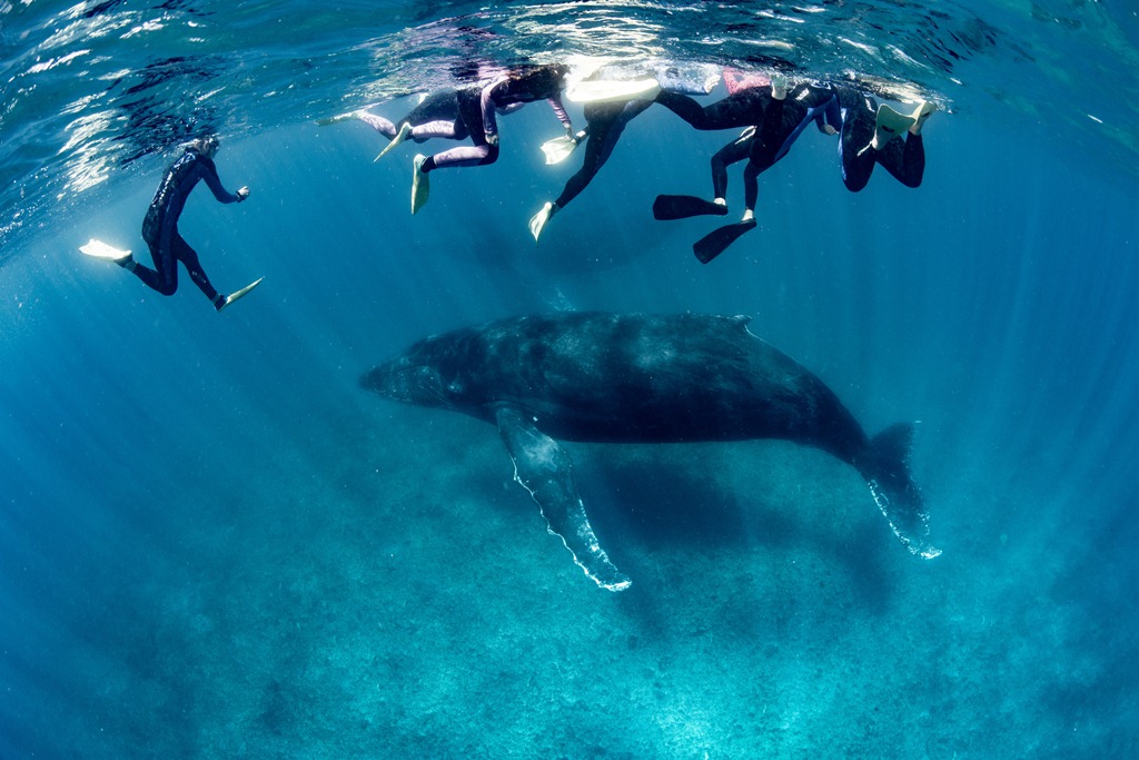 Snorkelers in wetsuits are floating on the surface of the ocean above a large humpback whale in clear blue water.
