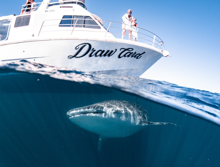 tripadvisor whale shark tours exmouth