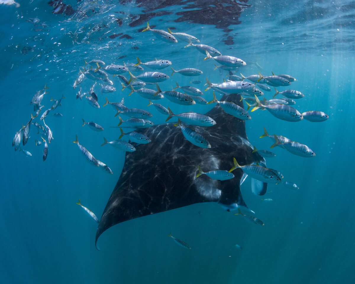 manta-ray manta ray wa