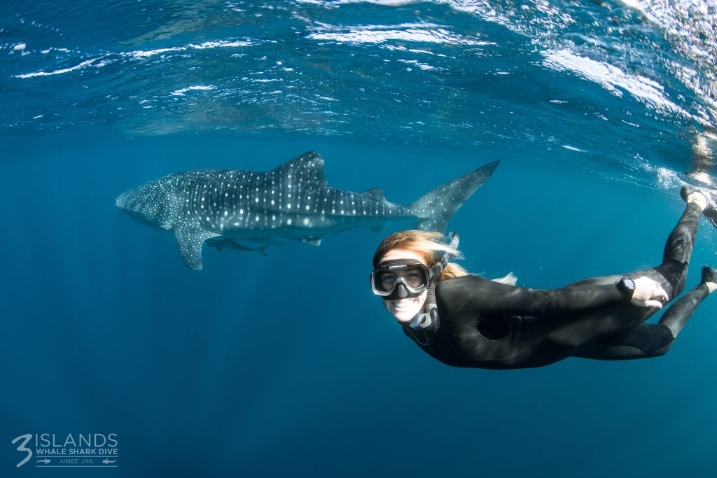 How to swim with whale sharks