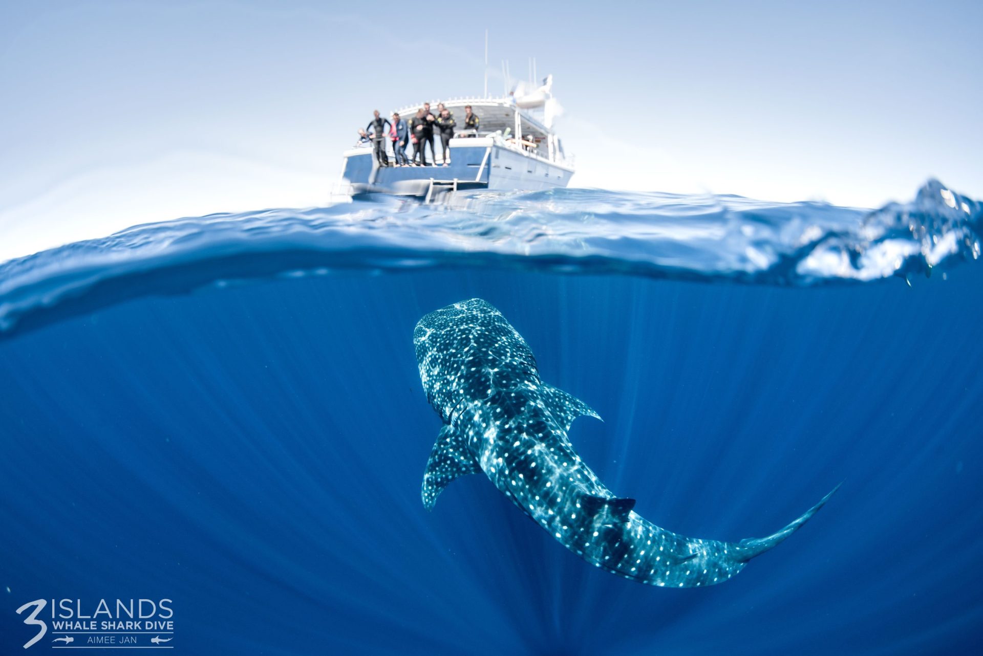 Swim with whale sharks 