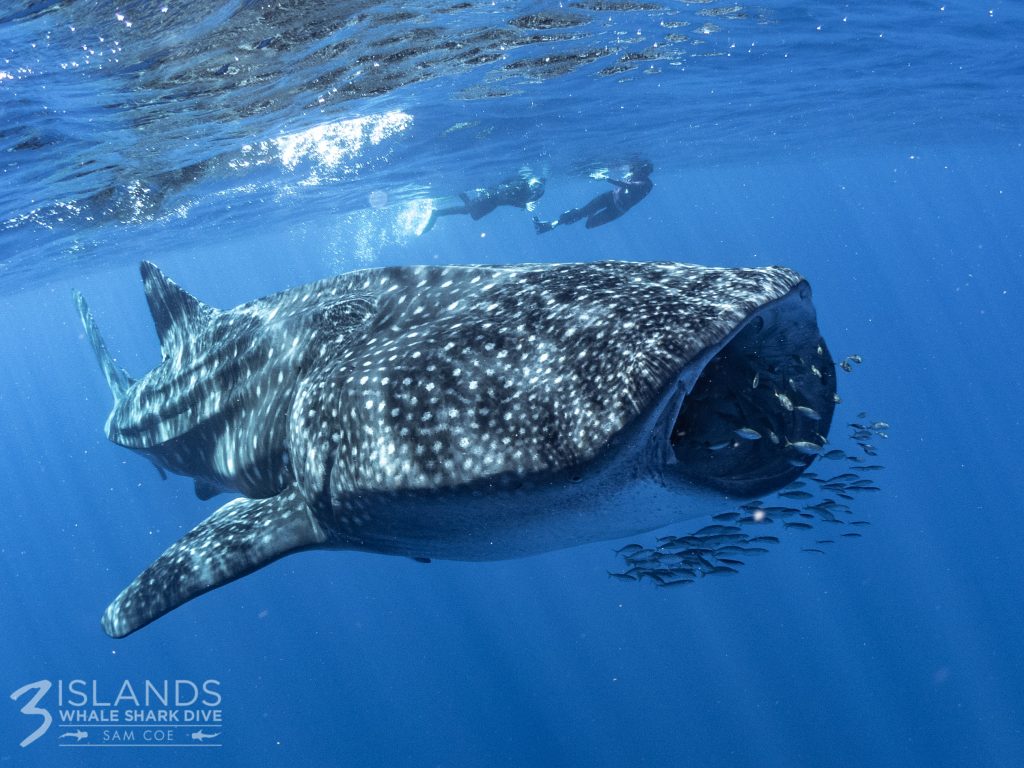 understanding whale sharks at ningaloo