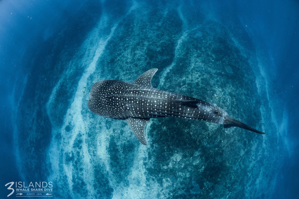 whale sharks call ningaloo home