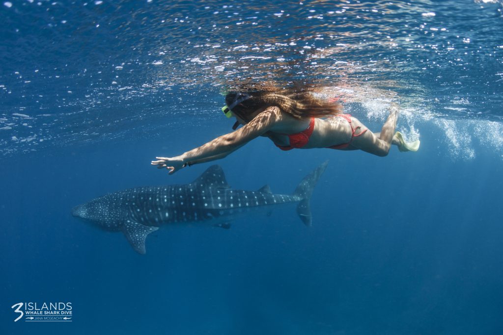 Why choose Three Islands Whale Shark Dive