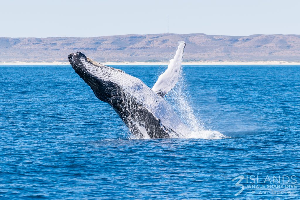 Breaching Humpback Whale