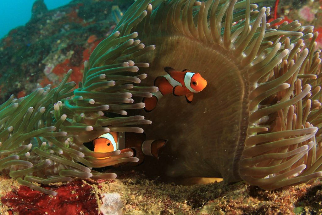 Ningaloo Reef seasons