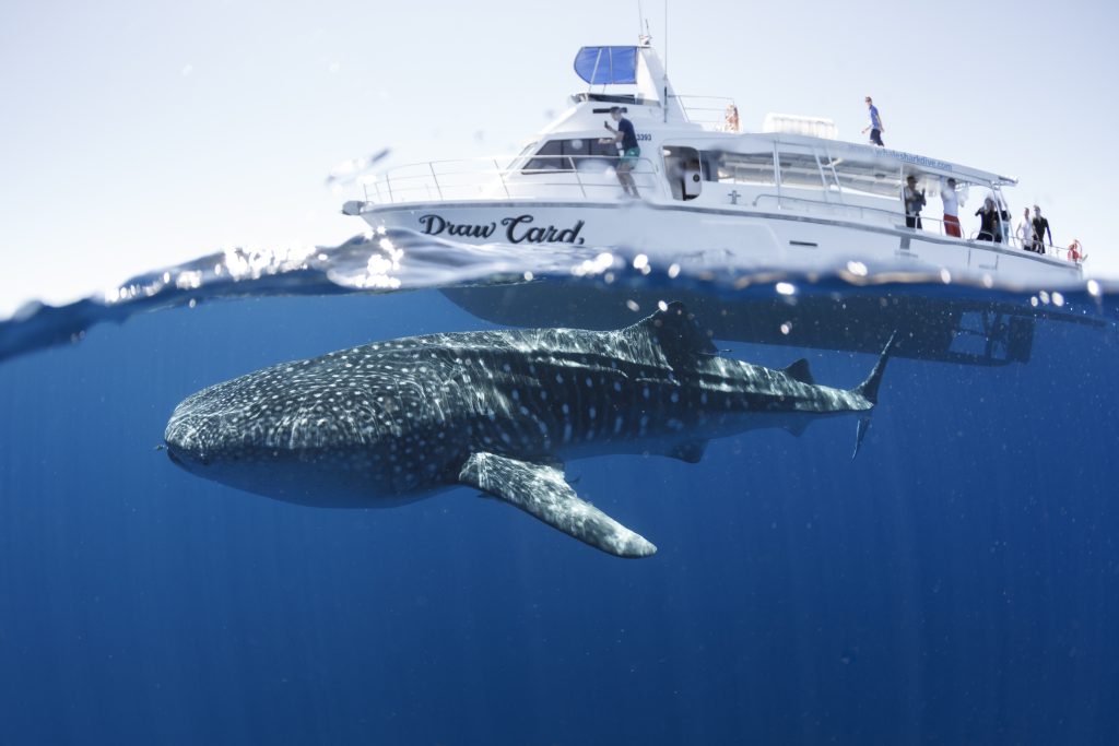 Swim with the whale sharks