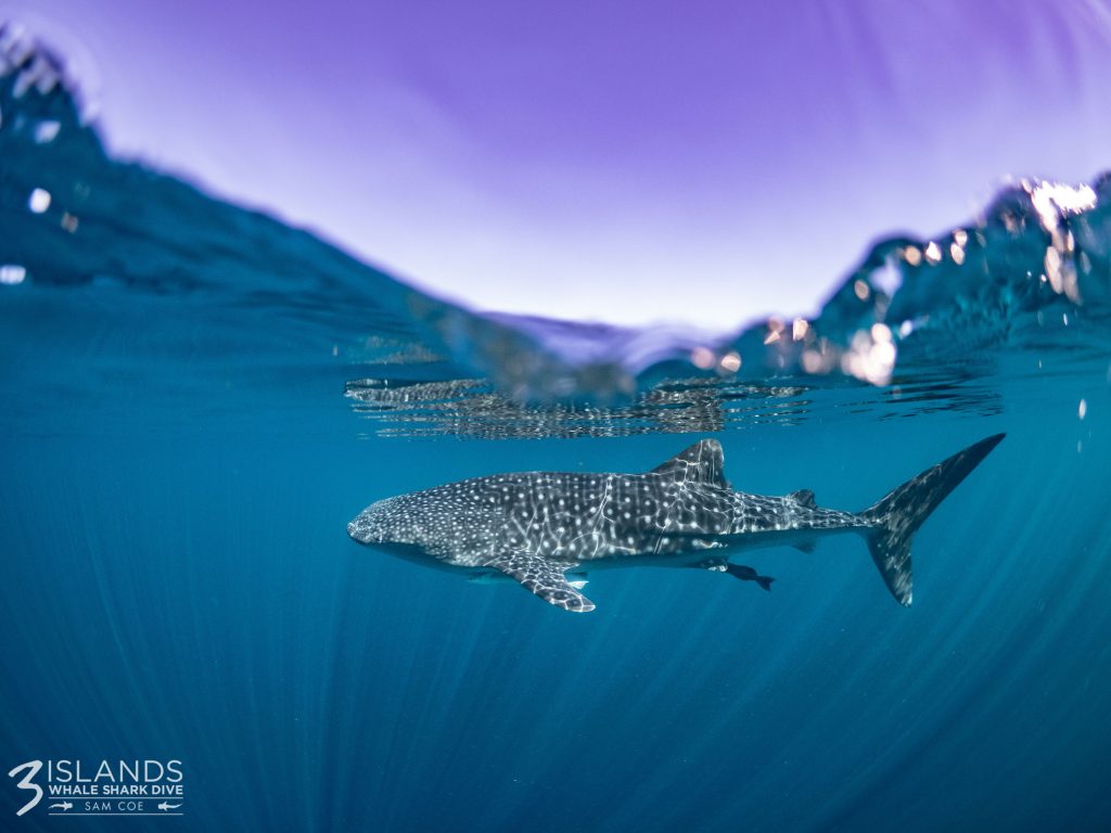 whale shark