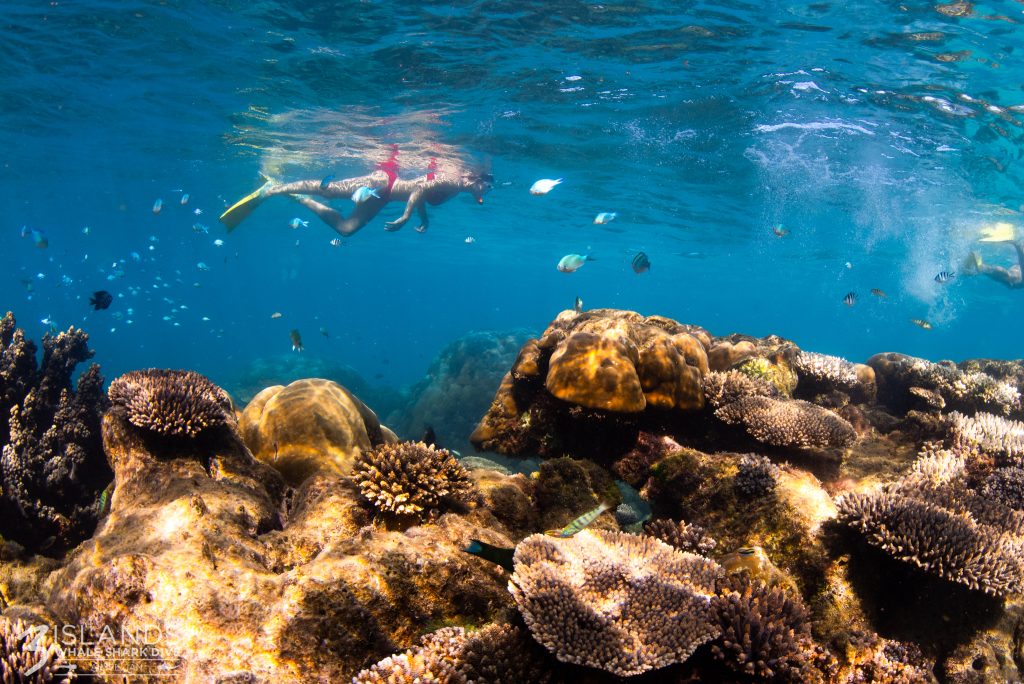 snorkelling with whale sharks