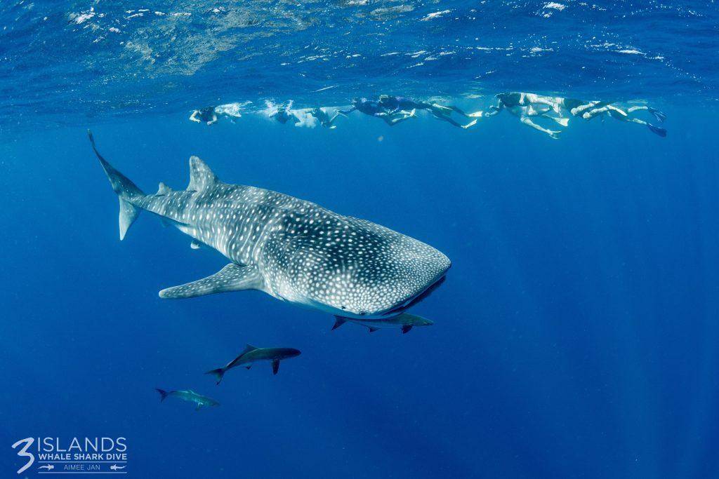 Whale Shark Tour Diary | Three Islands Whale Shark Dive