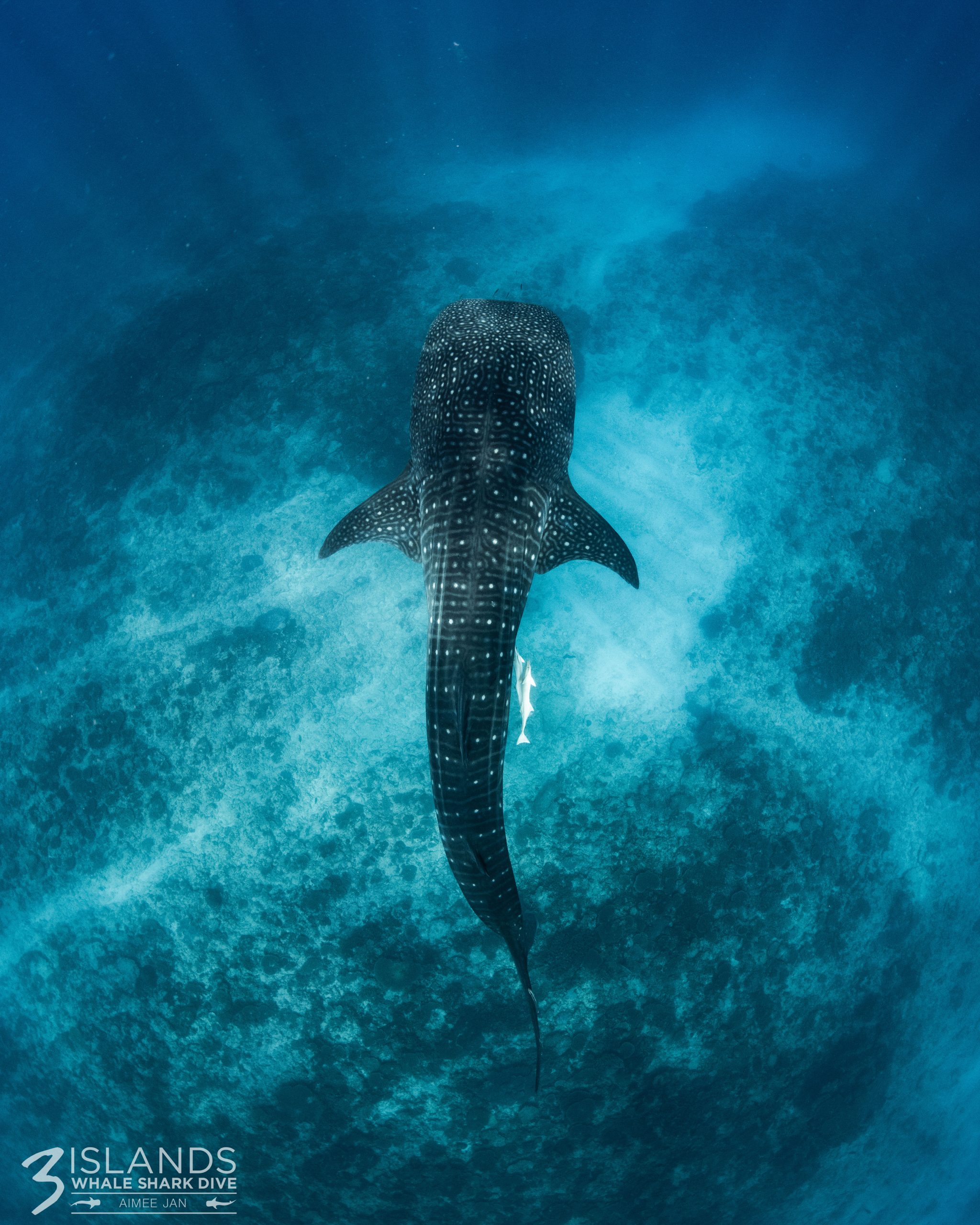 whale sharks exmouth, WA