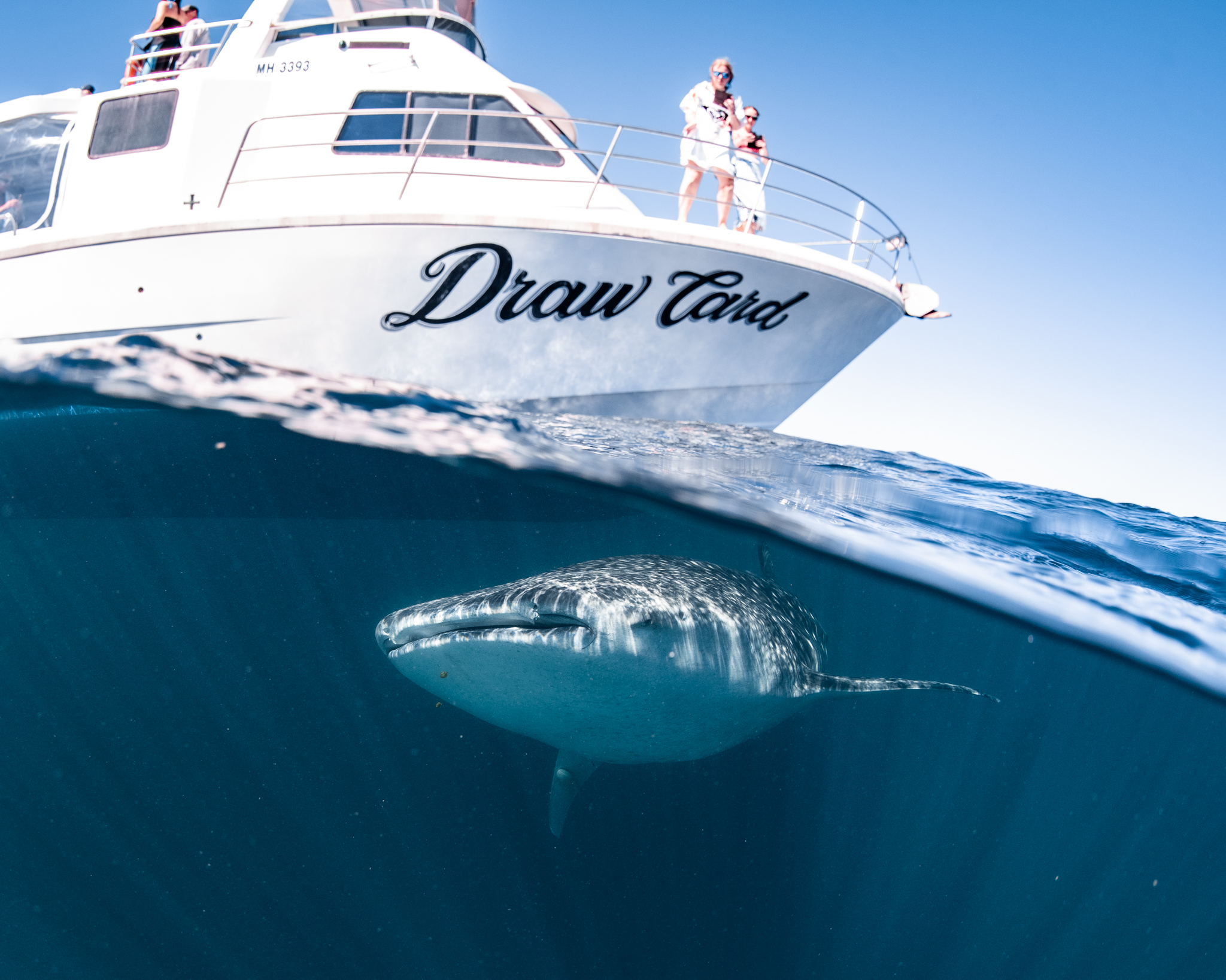Whale Shark and Boat