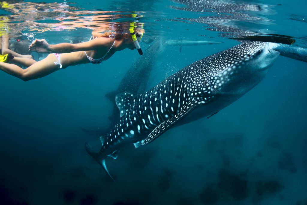 A snorkeler floats near the surface while observing a giant whale shark in deep blue waters.