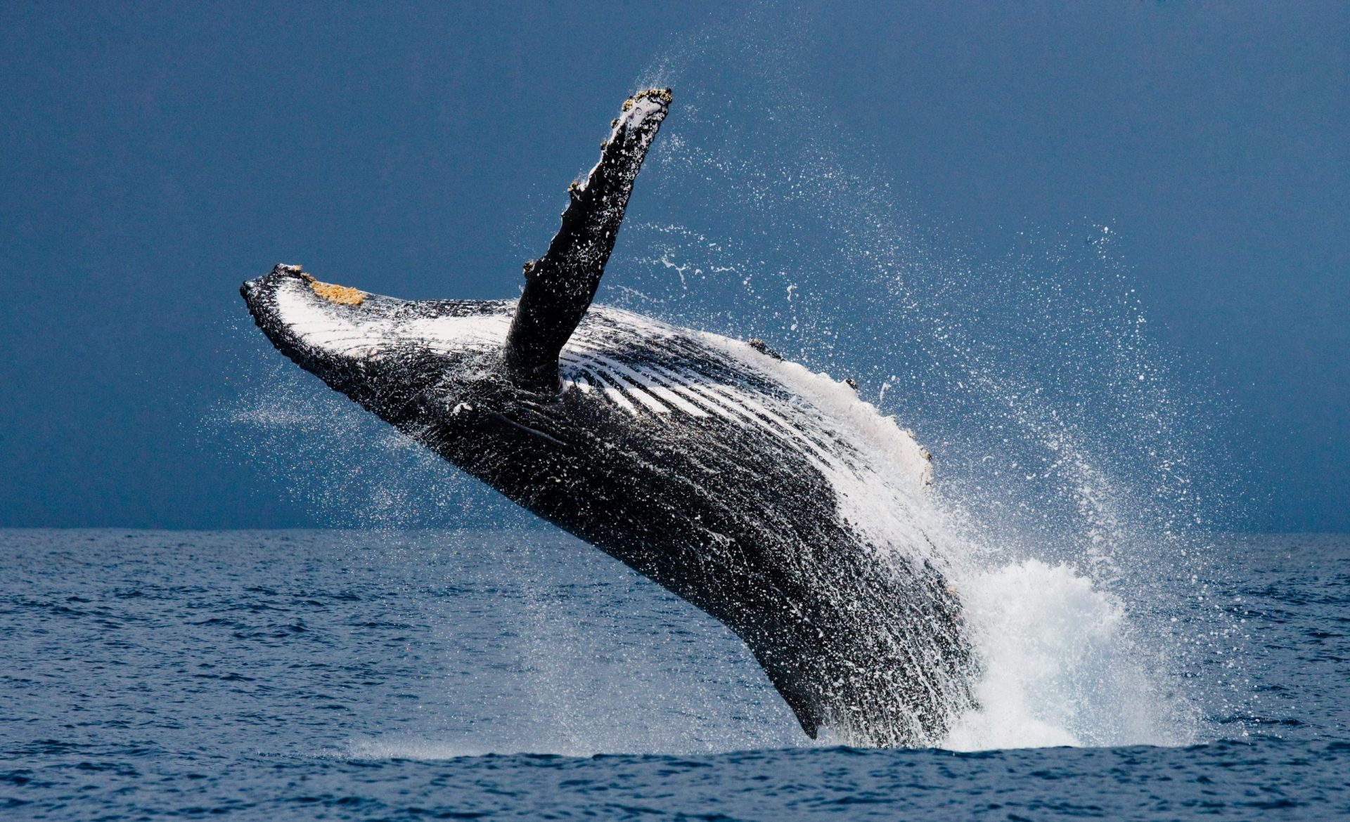 Humpback Whale Tour