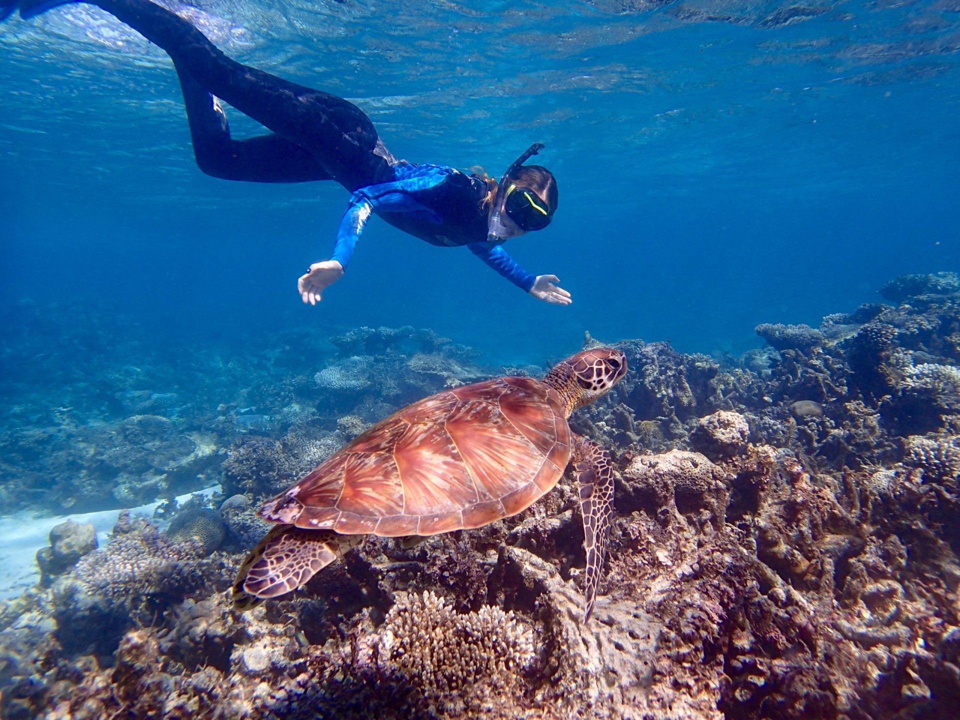 Whale Shark and Ningaloo Reef Tour