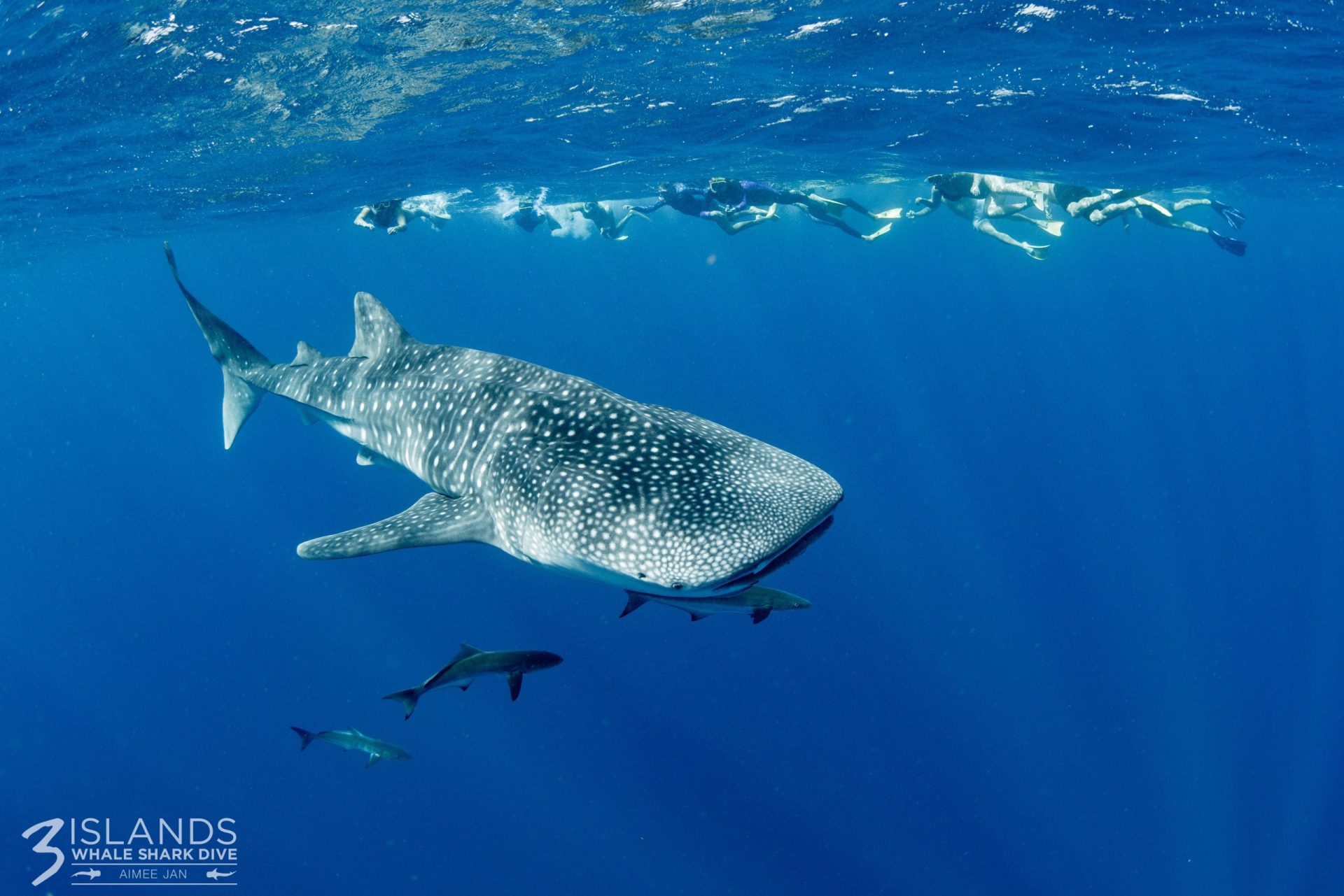 When is the whale shark season in Exmouth