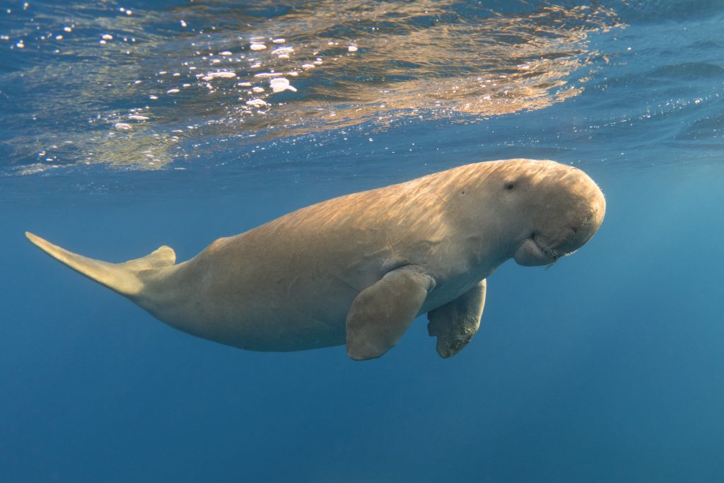 Where can you see dugongs in Australia