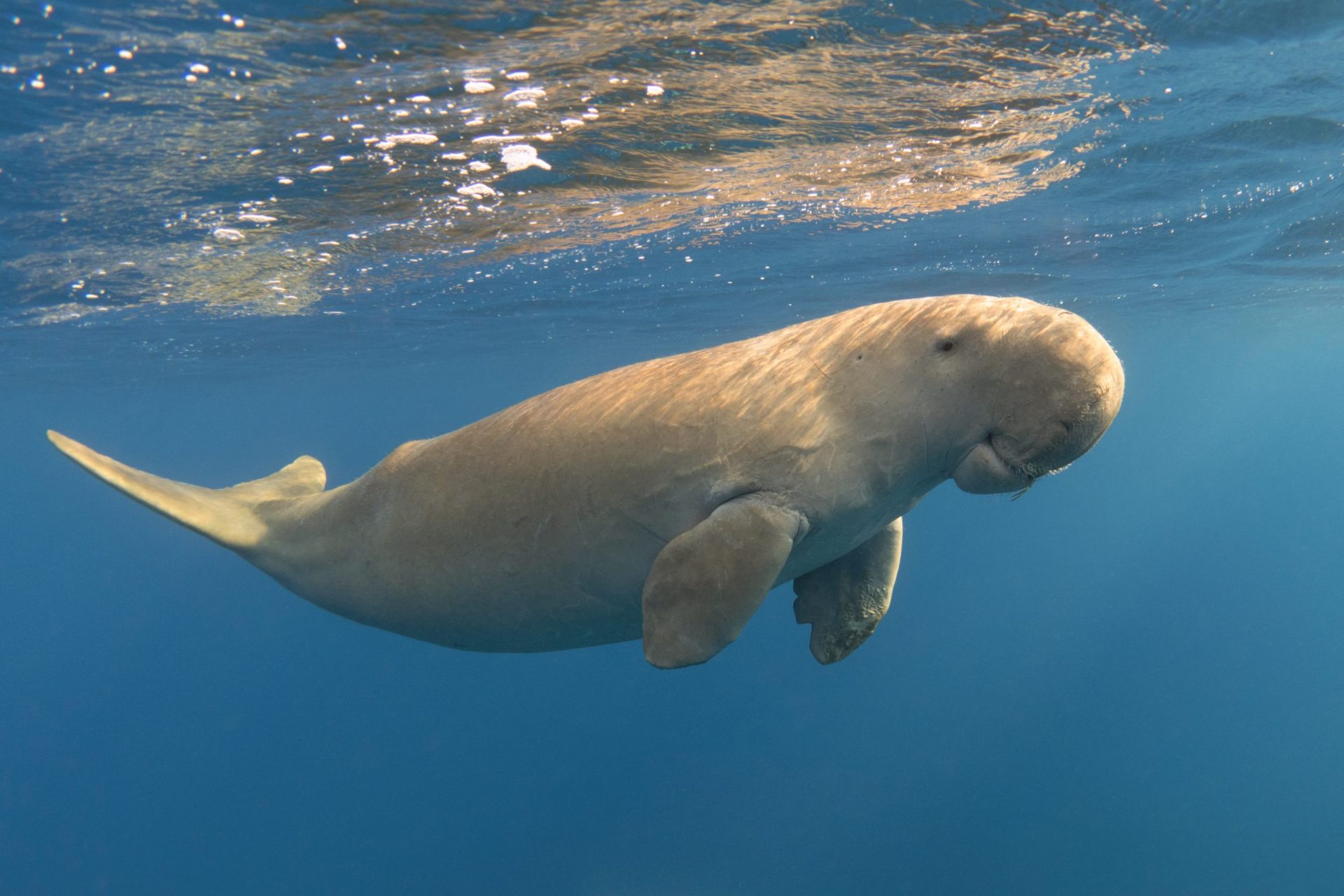 A serene dugong swims under the water's surface, highlighted by the shimmering sunlight above.