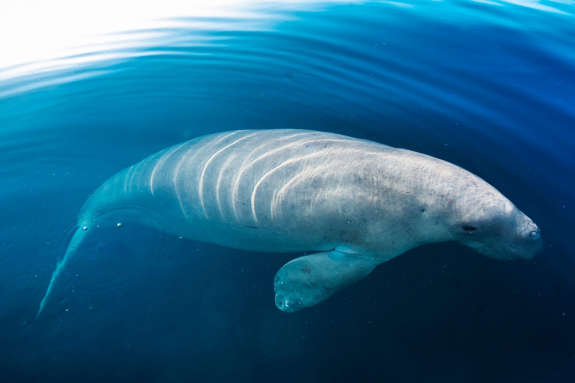 Where to see dugongs in AU