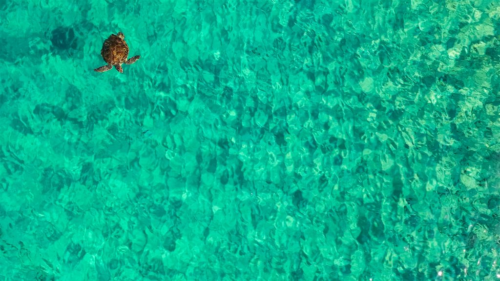 Best Time and Place to Witness Turtle Hatching